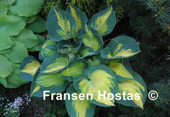 Hosta Forbidden Fruit